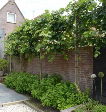 Stadstuin in Medemblik
